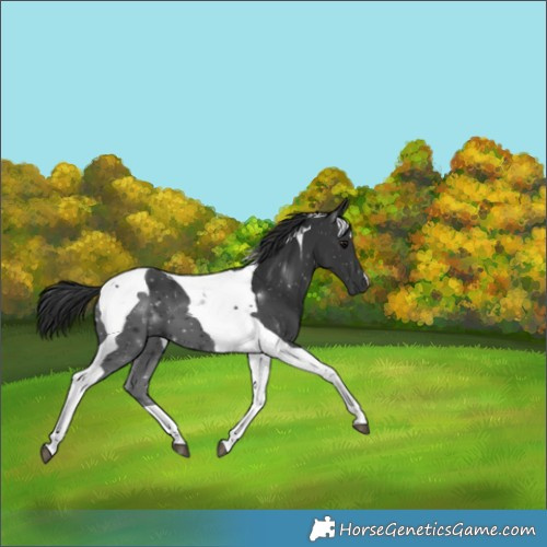 Horse Color:Black Tobiano 