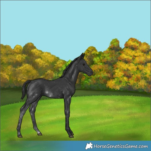 Horse Color:Black 