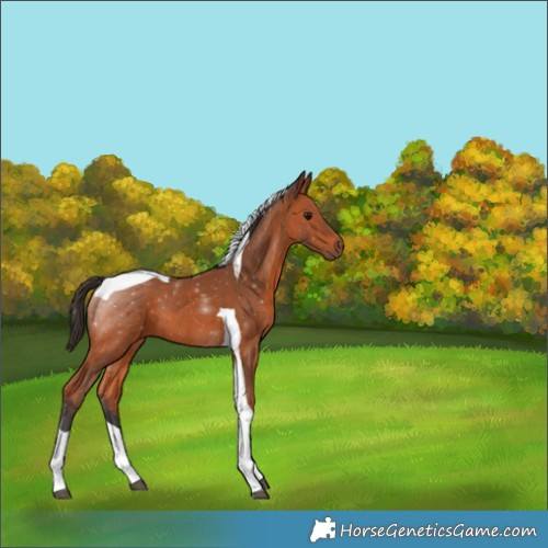 Horse Color:Bay Tobiano 