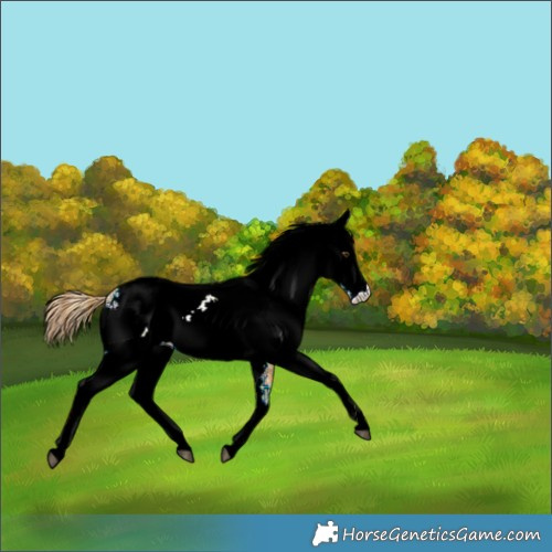 Horse Color:Plaid  White Spotted Chestnut Appaloosa 