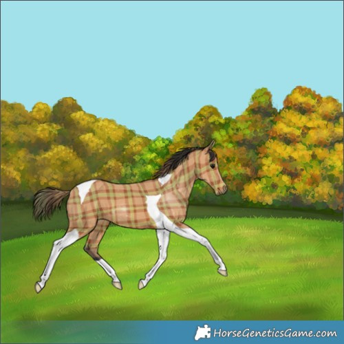 Horse Color:Plaid  Bay Tobiano 