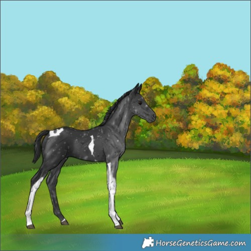 Horse Color:Black Tobiano 