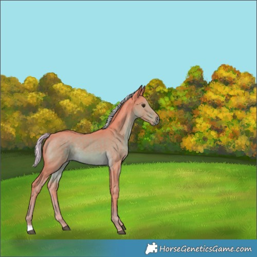 Horse Color:Watercolor Chocolate Palomino 