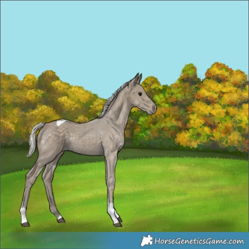 Horse Color:Silver Smoky Black Tobiano 