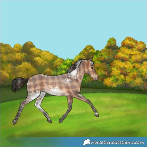 Horse Color:Plaid  White Spotted Bay 