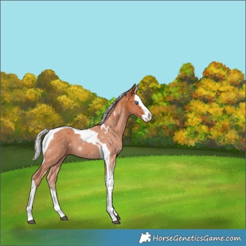 Horse Color:Silver Bay Splash Tobiano 