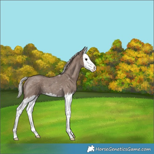 Horse Color:Silver Blue Roan Splash 