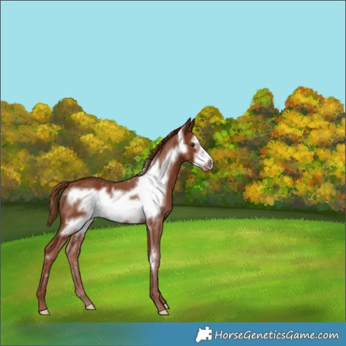 Horse Color:Chestnut Frame 