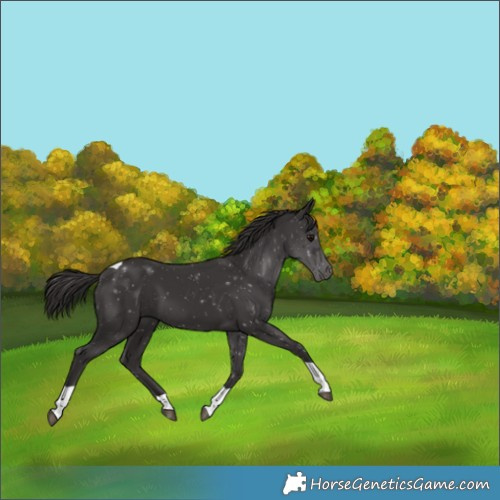 Horse Color:Smoky Black Tobiano 