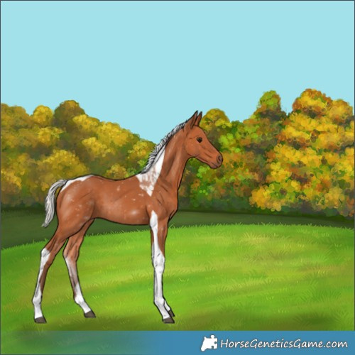 Horse Color:Silver Bay Tobiano 