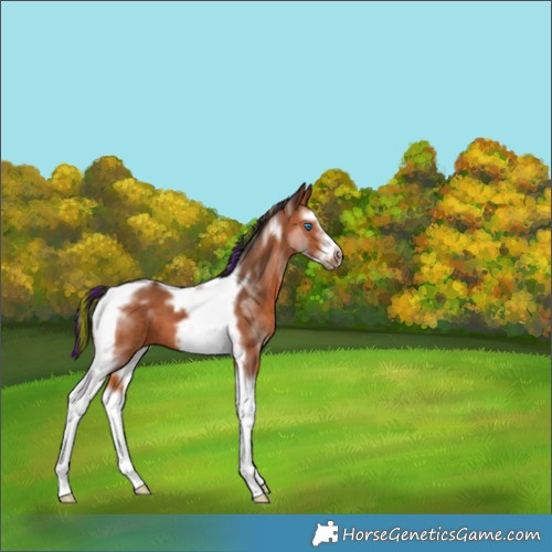 Horse Color:Painted Bay Splash Tobiano Frame 