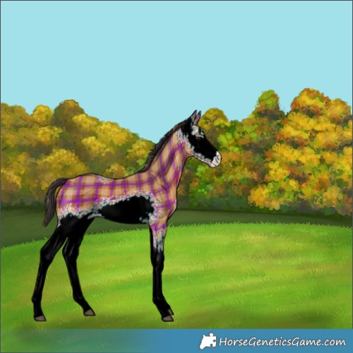 Horse Color:Plaid  White Spotted Bay Sabino 