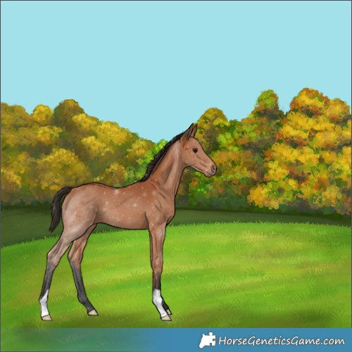 Horse Color:Bay 