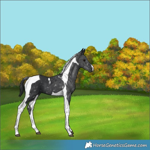 Horse Color:Black Tobiano 