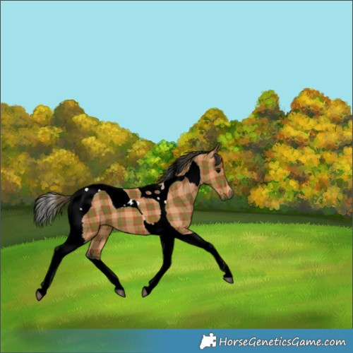 Horse Color:Plaid  Bay Tobiano 