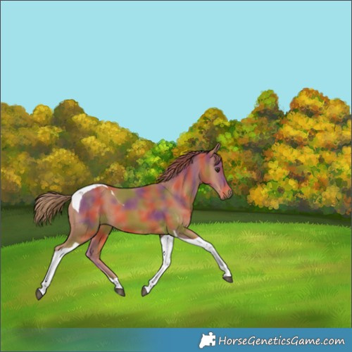 Horse Color:Nacre Chestnut Tobiano 
