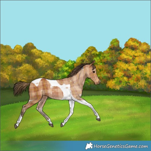 Horse Color:Plaid  Bay Tobiano 