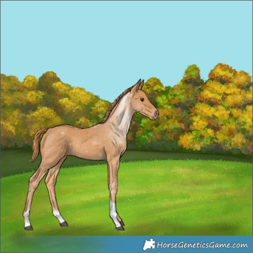 Horse Color:Chestnut Tobiano 