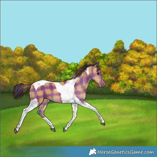 Horse Color:Plaid  Bay Tobiano 