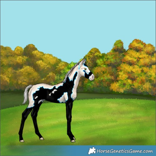 Horse Color:Silver Classic Champagne Dun Splash Frame 