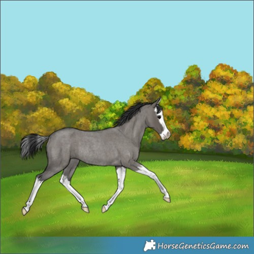 Horse Color:Grullo Roan Splash Rabicano 