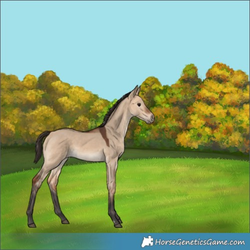 Horse Color:Bay Dun 