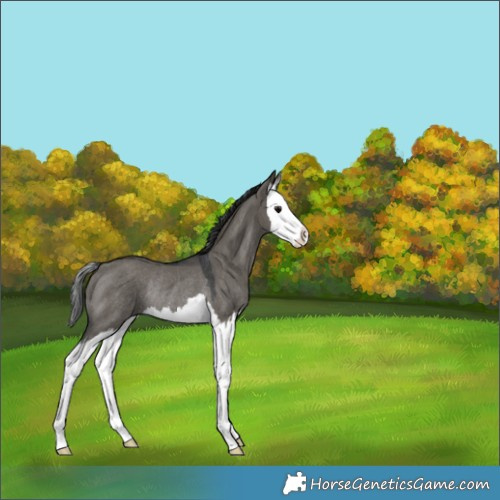 Horse Color:Grullo Splash Rabicano 