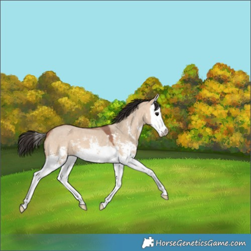 Horse Color:Bay Dun Sabino Splash 