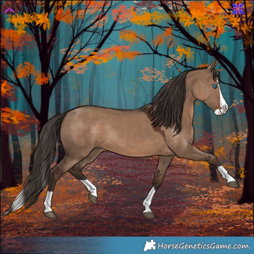 Horse Color:Liver Red Dun Splash Rabicano 