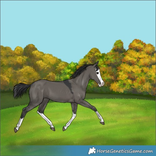 Horse Color:Grullo Splash 