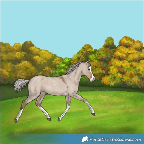 Horse Color:Silver Grullo Roan Splash 