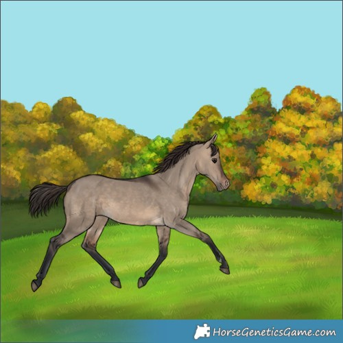 Horse Color:Brown Dun Appaloosa 