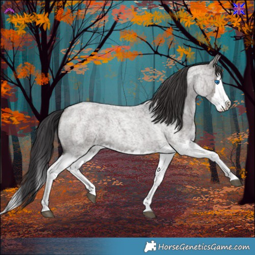 Horse Color:Smoky Grullo Roan Splash 