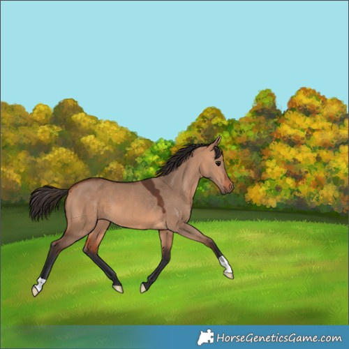 Horse Color:Bay Dun 