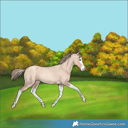 Horse Color:Gold Champagne Roan Dun Splash Rabicano 