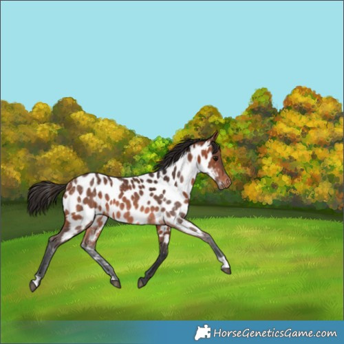 Horse Color:Bay Appaloosa 