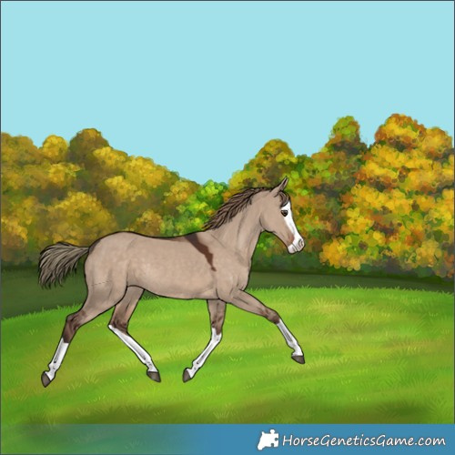 Horse Color:Liver Red Dun Splash Rabicano 