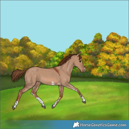 Horse Color:Red Dun Sabino 