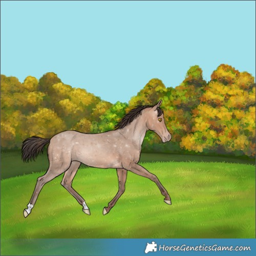 Horse Color:Amber Champagne 