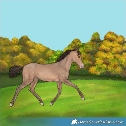 Horse Color:Amber Champagne 