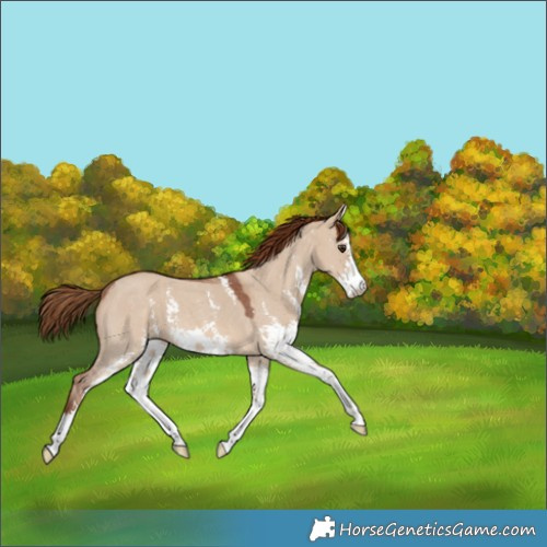 Horse Color:Red Dun Sabino 