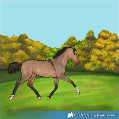 Horse Color:Bay Dun 