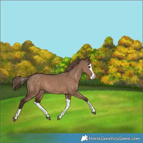 Horse Color:Liver Red Dun Splash Rabicano 