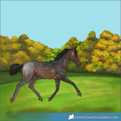 Horse Color:Brown 