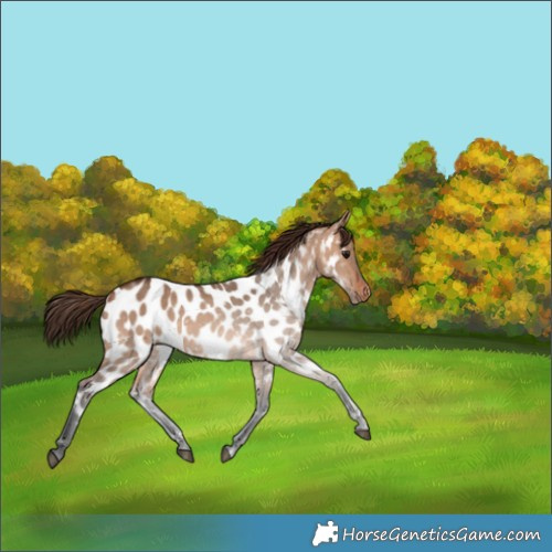 Horse Color:Bay Dun Appaloosa Rabicano 