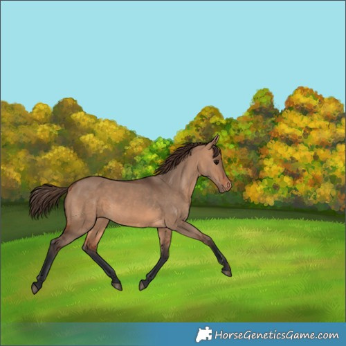 Horse Color:Bay Dun Appaloosa 