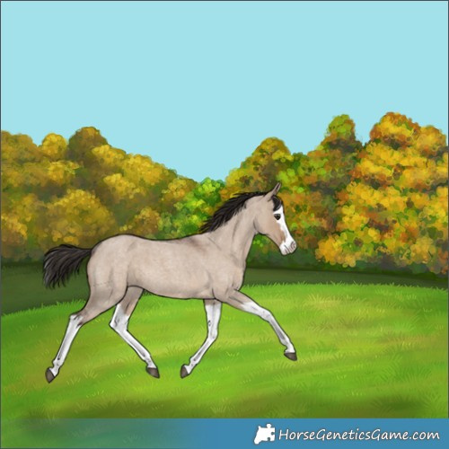 Horse Color:Liver Red Dun Roan Splash 
