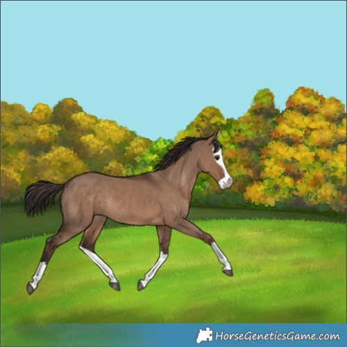 Horse Color:Liver Red Dun Splash Rabicano 