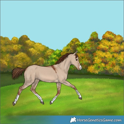 Horse Color:Red Dun Sabino 