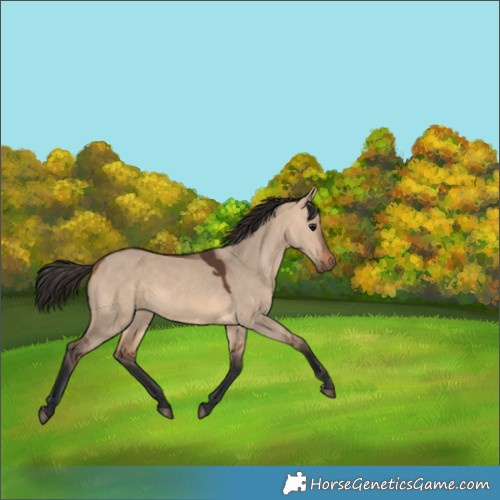 Horse Color:Bay Dun 